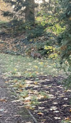 A fox amongst the fallen leaves.
