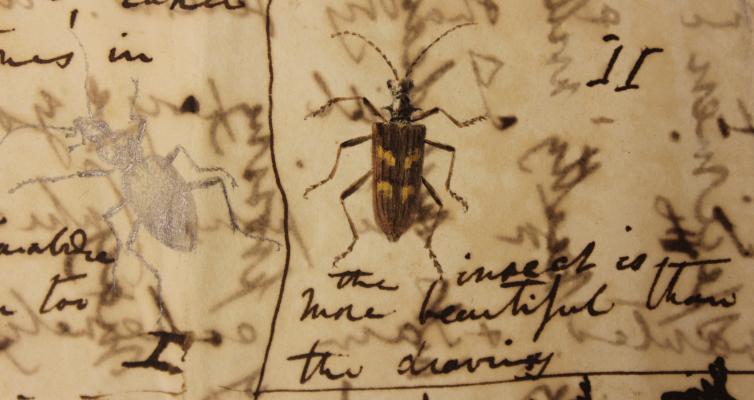 Charles Darwin beetle illustrations