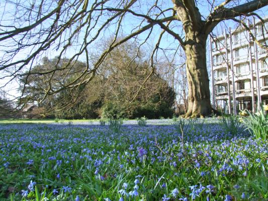 A carpet of bluebells in front of the George Thomson Building in Leckhampton