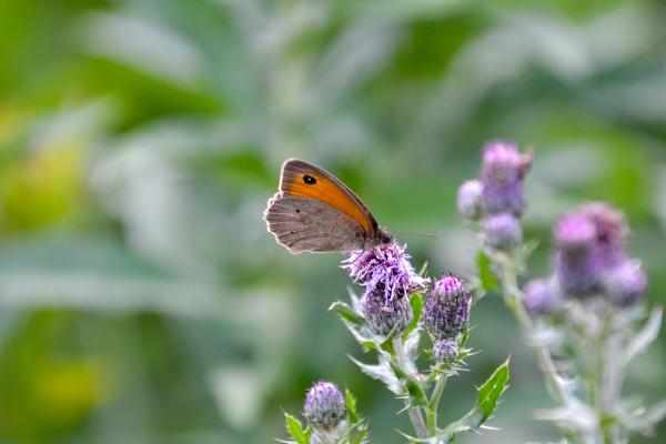Meadow brown butterflies are plentiful in the late summer.