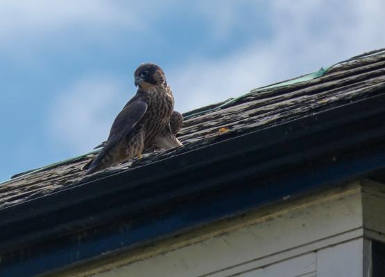 Peregrine fledgling on the roof of the Parker Library.