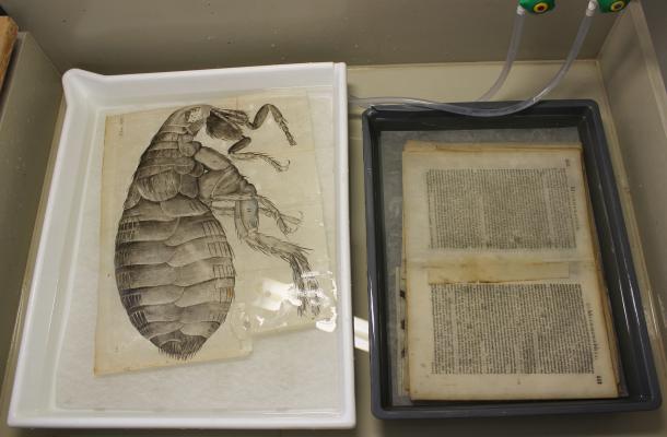 Hooke's Micrographia